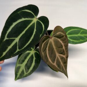 5144 Anthurium carlablackiae RA 10 x OG 2