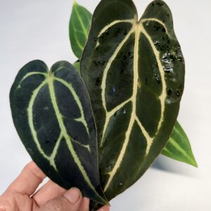 5145 Anthurium carlablackiae RA 10 x OG 2