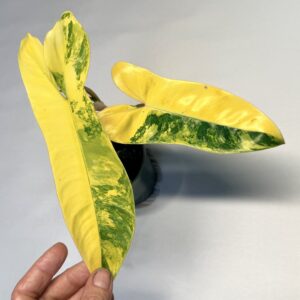 Philodendron 'Jennifer'