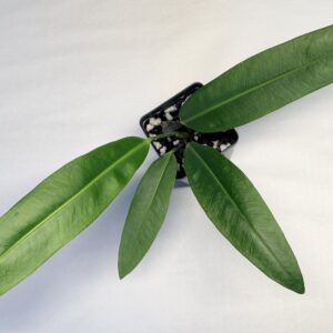 Anthurium sp Morona