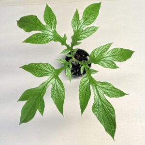Tacca leontopetaloides