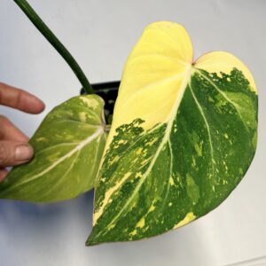 5156 Variegated Philodendron gloriosum type 2