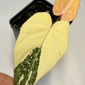 1819 Variegated Philodendron gloriosum type 2