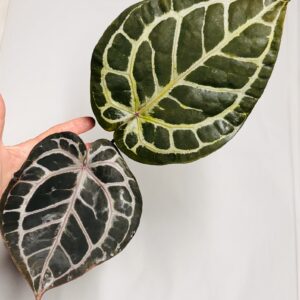 1591 Anthurium Tim Anderson Wonderboy lineage