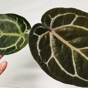 1845 Anthurium Tim Anderson Wonderboy lineage