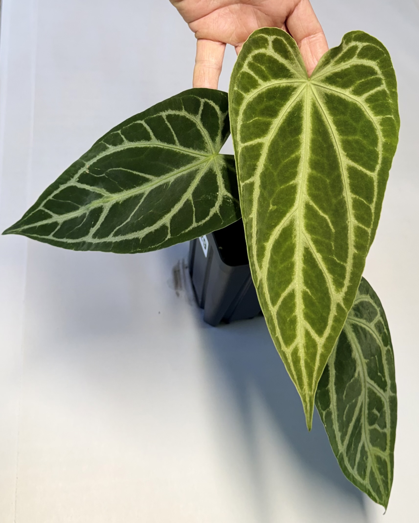 5129 Anthurium Fairchild crystallinum - NSE Tropicals