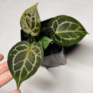 1847 Anthurium Tim Anderson Wonderboy lineage