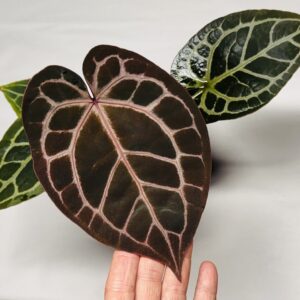 1848 Anthurium Tim Anderson Wonderboy lineage