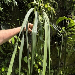 Chorigyne pendula