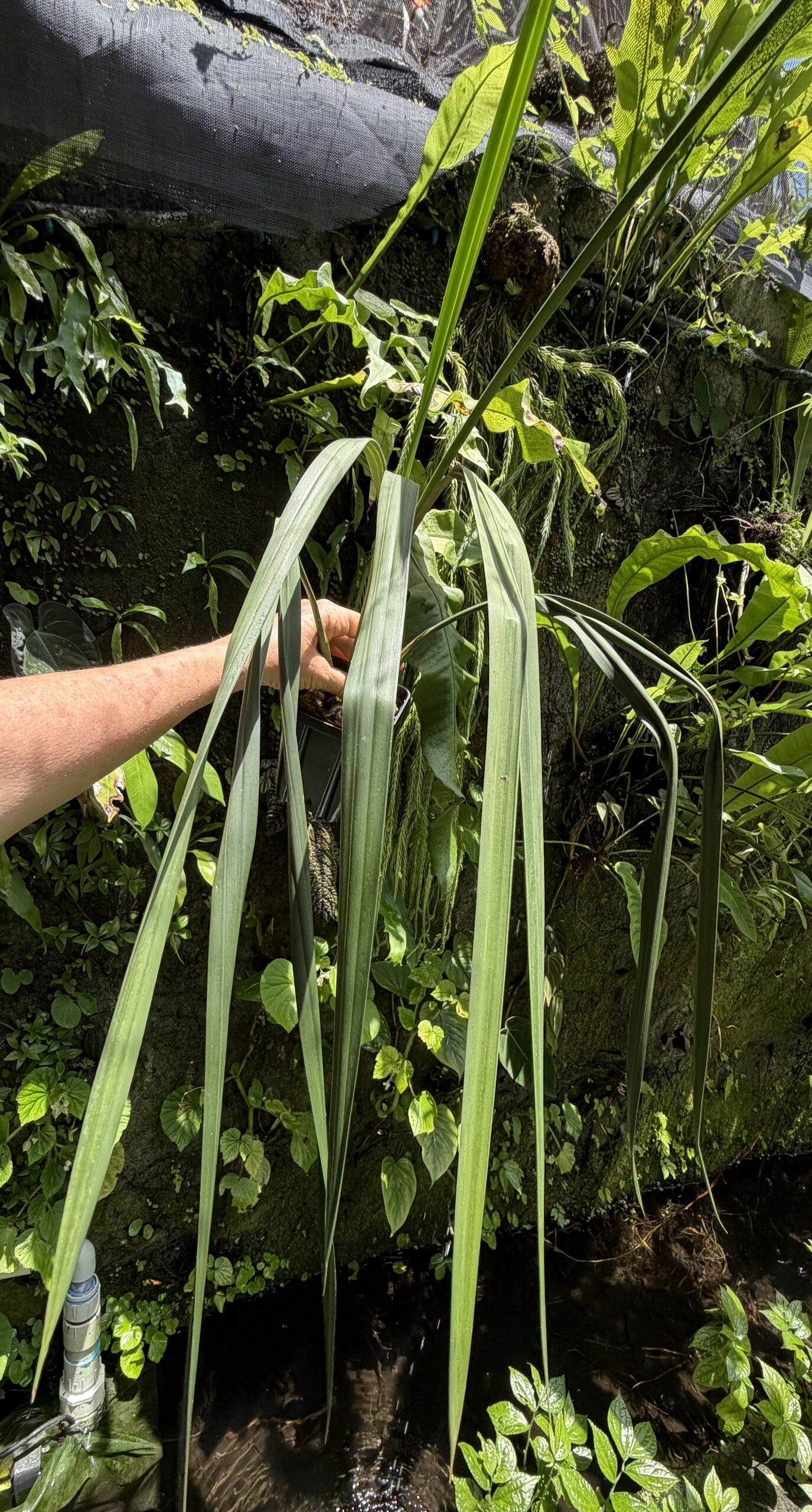 Chorigyne pendula