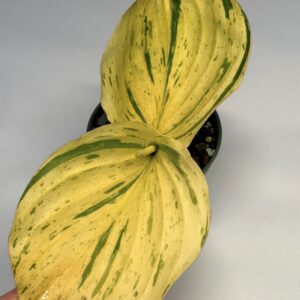 Kaempferia sp Gold variegated