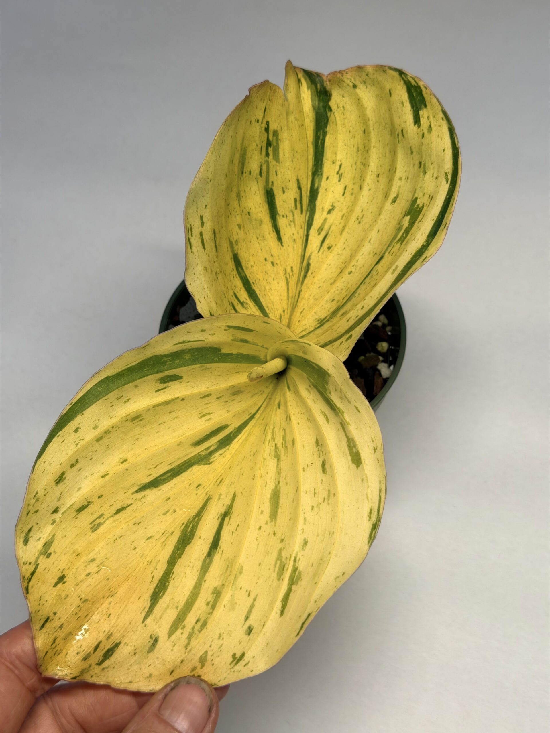 Kaempferia sp Gold variegated