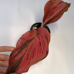 Kaempferia sp Red variegated