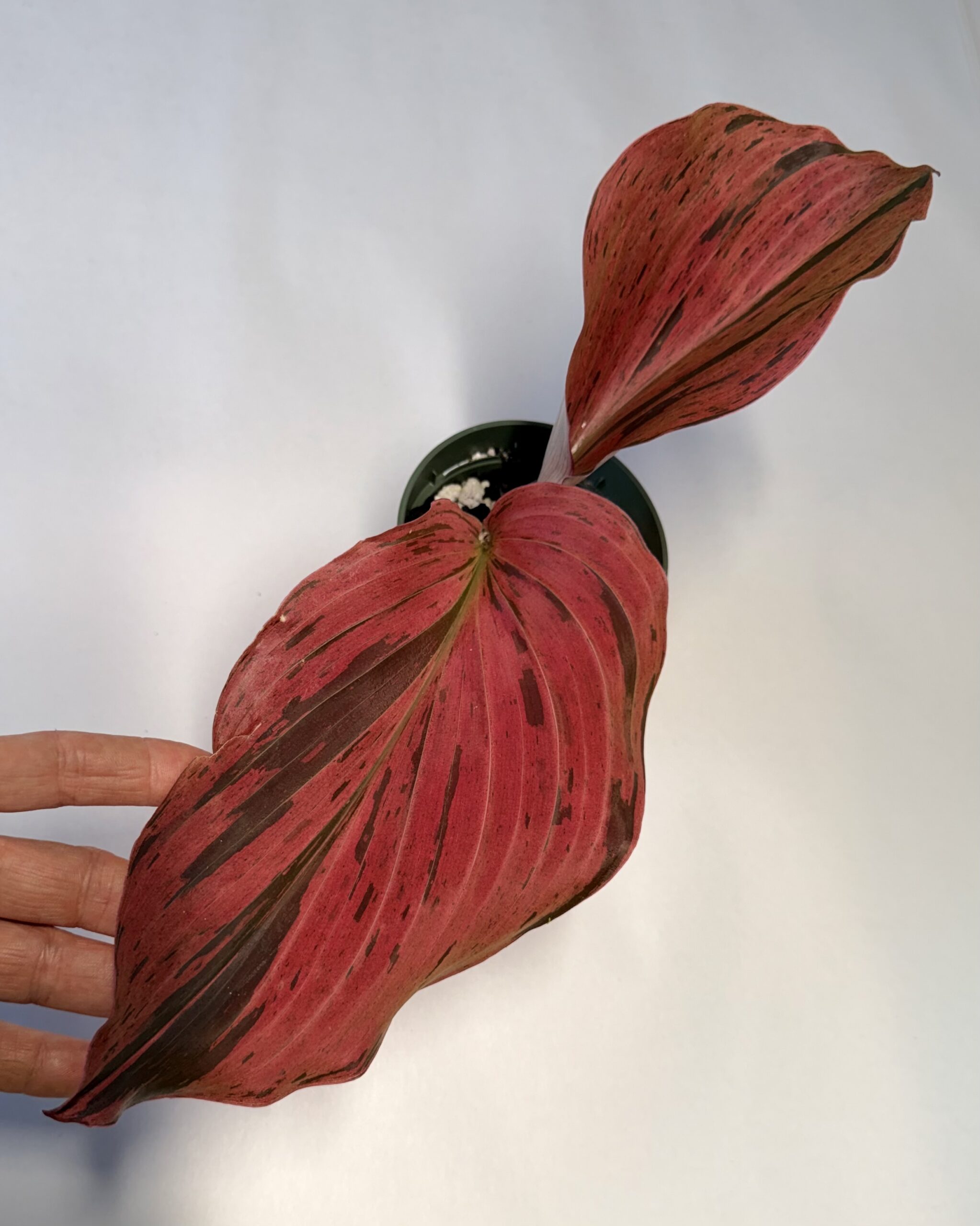 Kaempferia sp Red variegated
