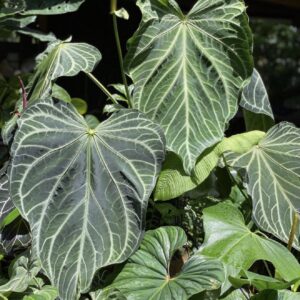 5129 Anthurium Fairchild crystallinum