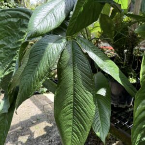 Anthurium moonenii
