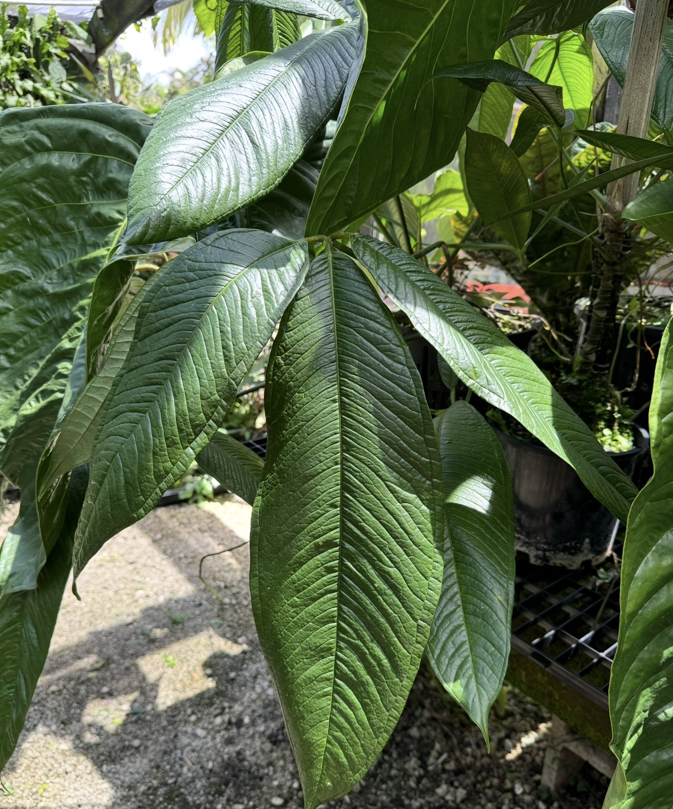 Anthurium moonenii