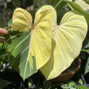 5179 Variegated Philodendron gloriosum OG type 1