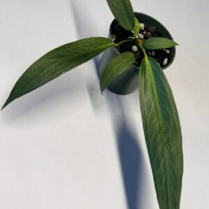 Anthurium wendlingeri seedling - Panama - NSE Tropicals