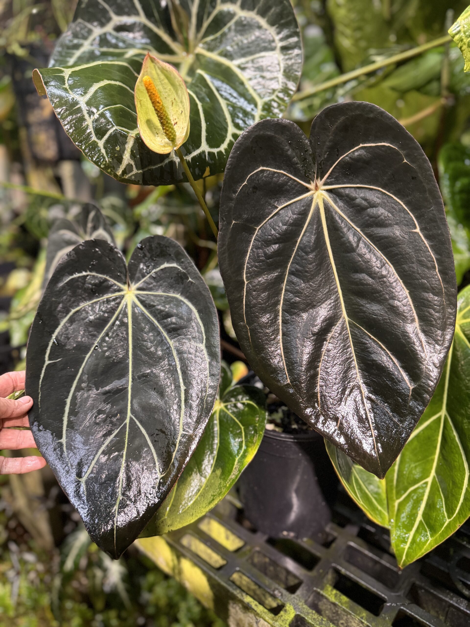 Anthurium carlablackiae RA "prenumbered" - Image 2