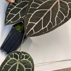 5164 Anthurium Tim Anderson Wonderboy lineage