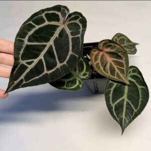 5142 Anthurium Tim Anderson Wonderboy lineage