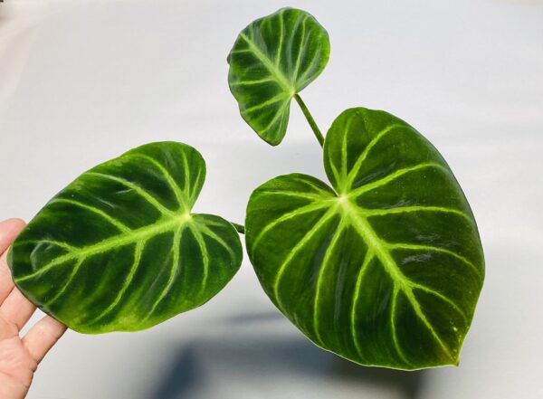 Philodendron luxurians - Image 2