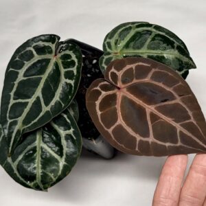5170 Anthurium Tim Anderson Wonderboy lineage