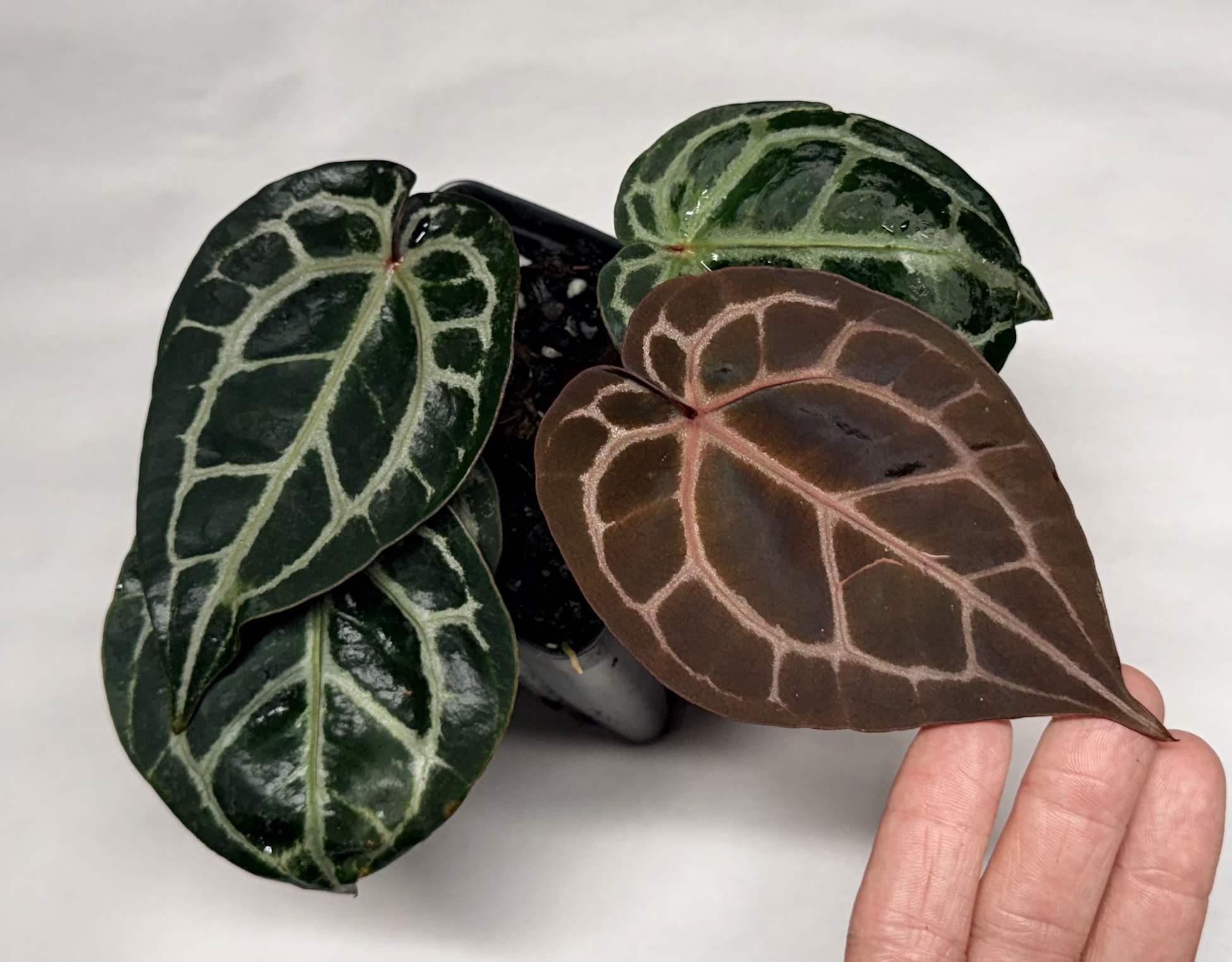 5170 Anthurium Tim Anderson Wonderboy lineage