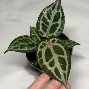 5171 Anthurium Tim Anderson Wonderboy lineage - Silver