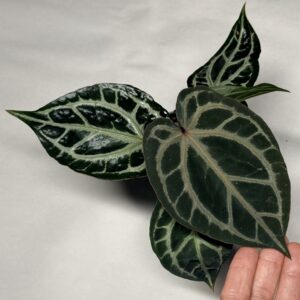 5172 Anthurium Tim Anderson Wonderboy lineage