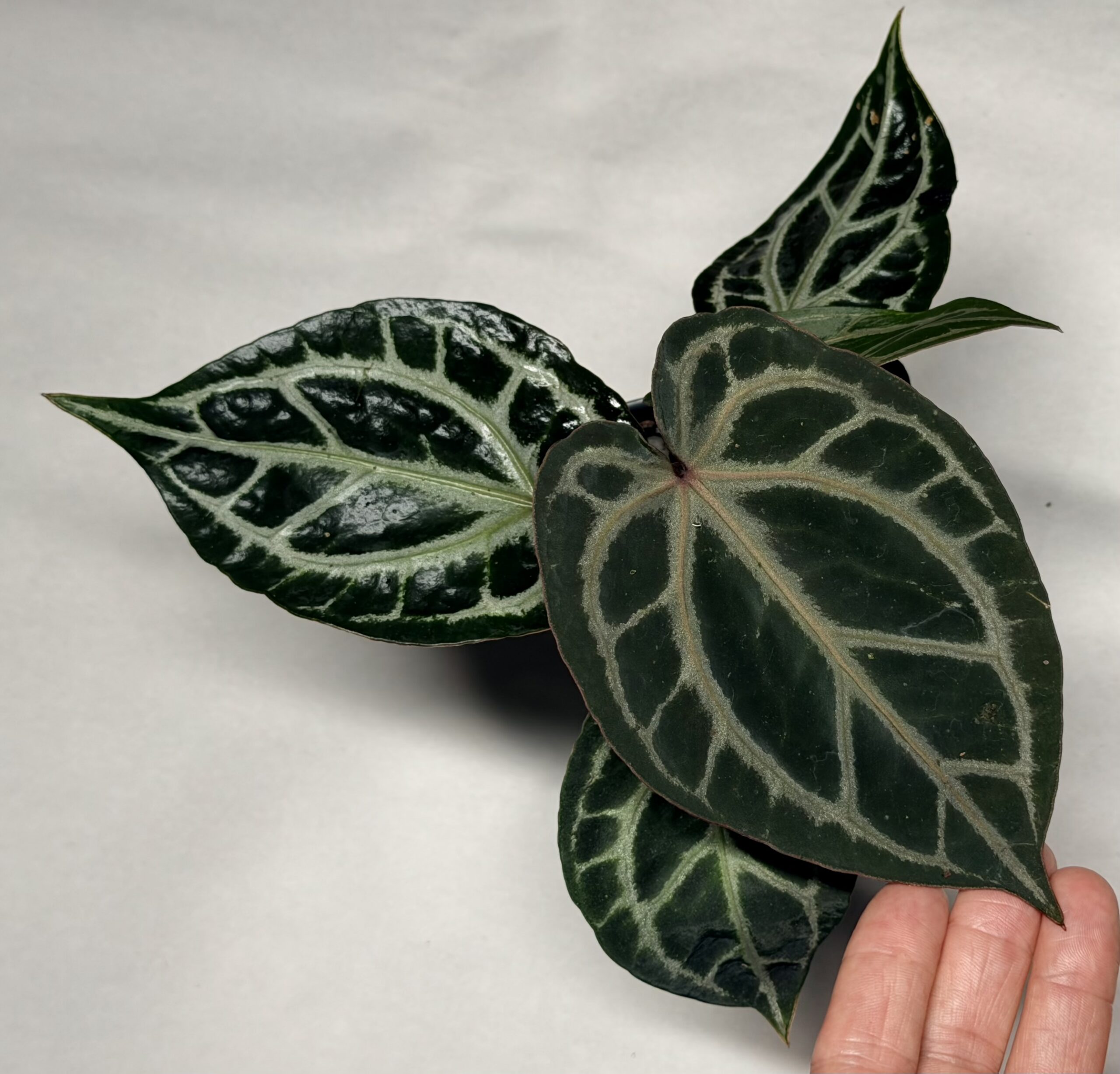 5172 Anthurium Tim Anderson Wonderboy lineage