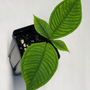 Syzygium jiewhoei - NSE Tropicals