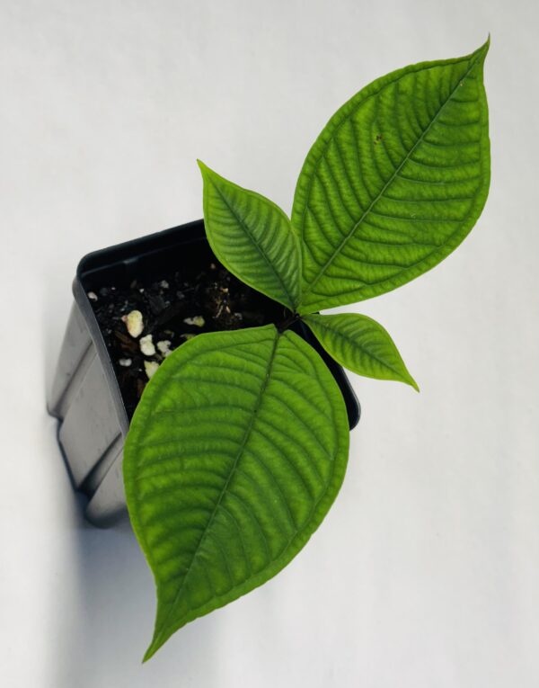 Syzygium jiewhoei - Image 2