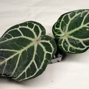 5174 Anthurium Tim Anderson Wonderboy lineage large