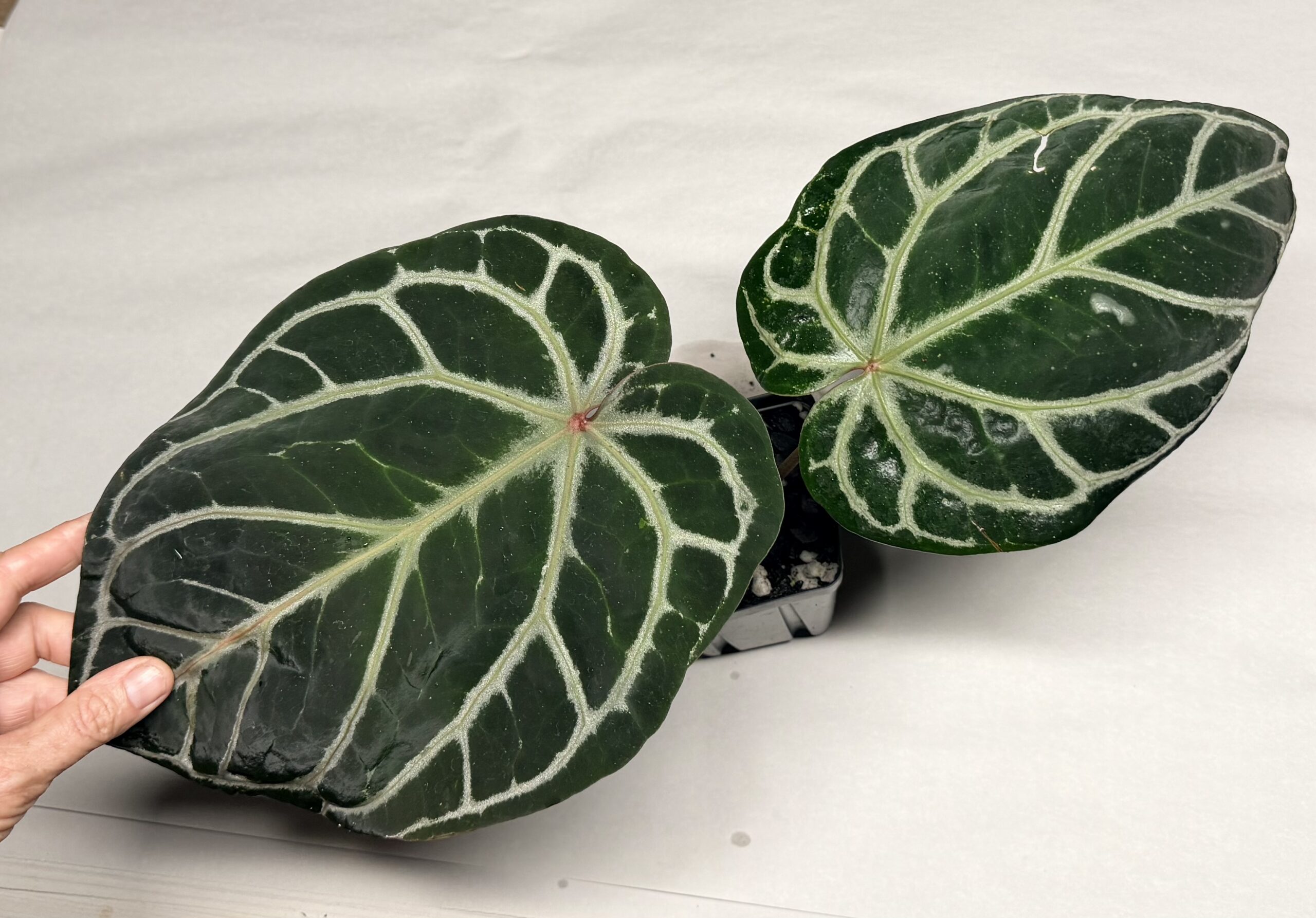 5174 Anthurium Tim Anderson Wonderboy lineage large