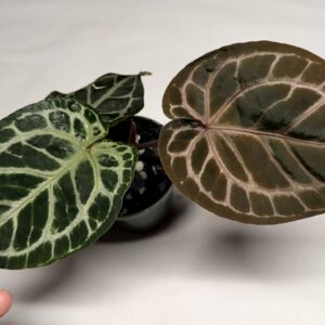 5175 Anthurium Tim Anderson Wonderboy lineage large