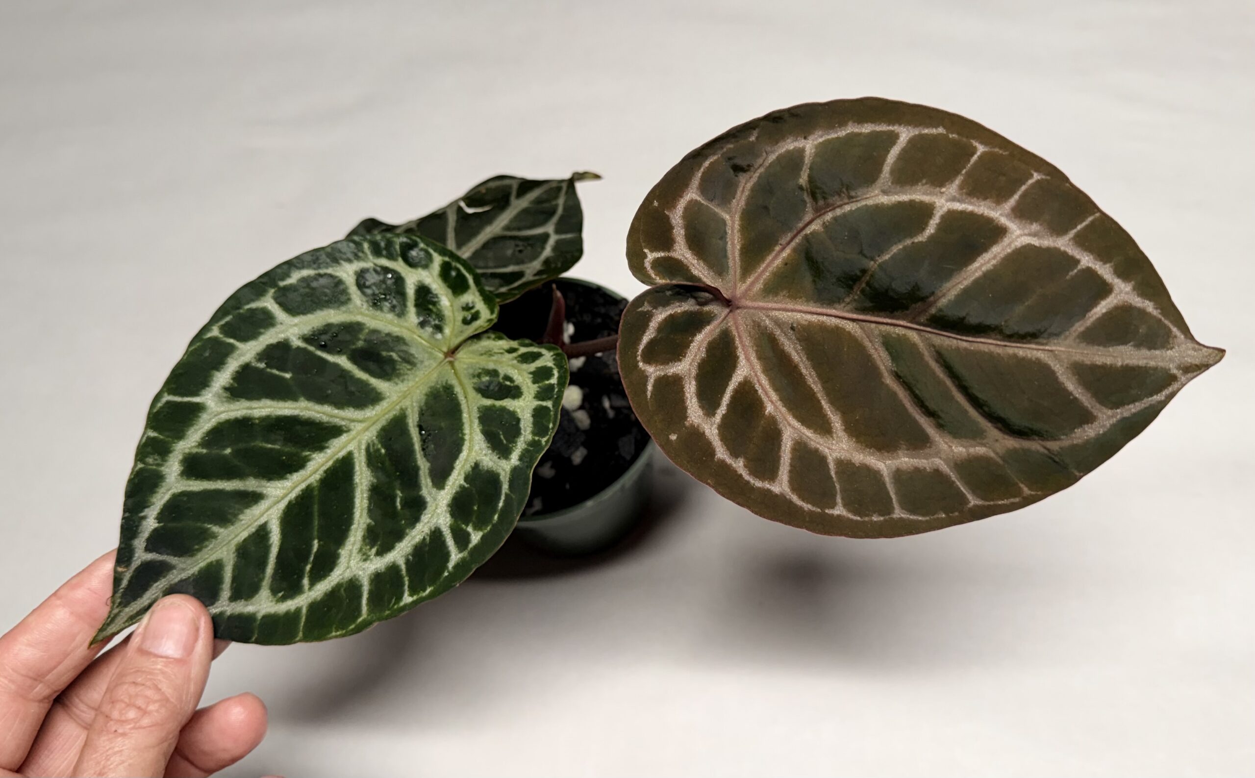 5175 Anthurium Tim Anderson Wonderboy lineage large