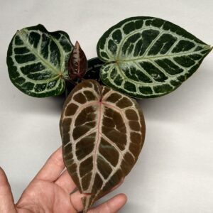 5177 Anthurium Tim Anderson Wonderboy lineage