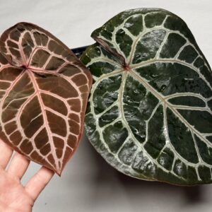 5173 Anthurium Tim Anderson Wonderboy lineage