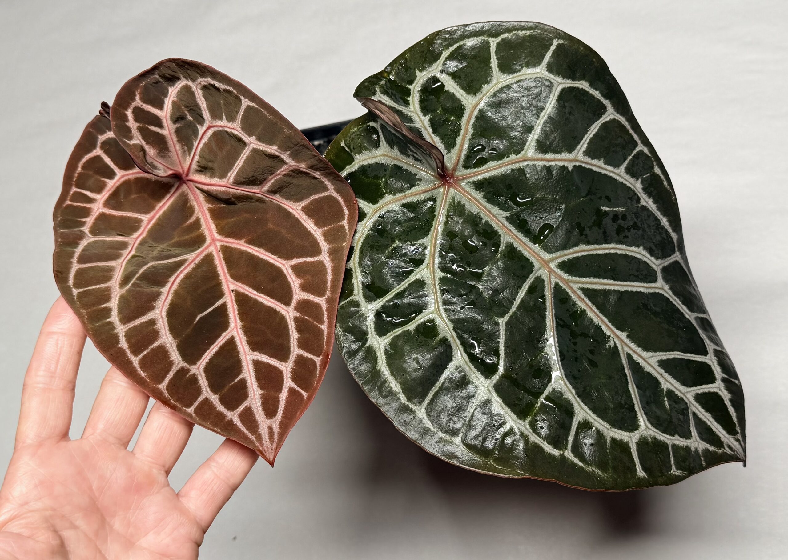 5173 Anthurium Tim Anderson Wonderboy lineage