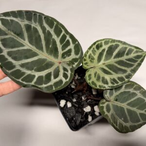 5178 Anthurium Tim Anderson Wonderboy lineage