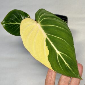 5179 Variegated Philodendron gloriosum OG type 1