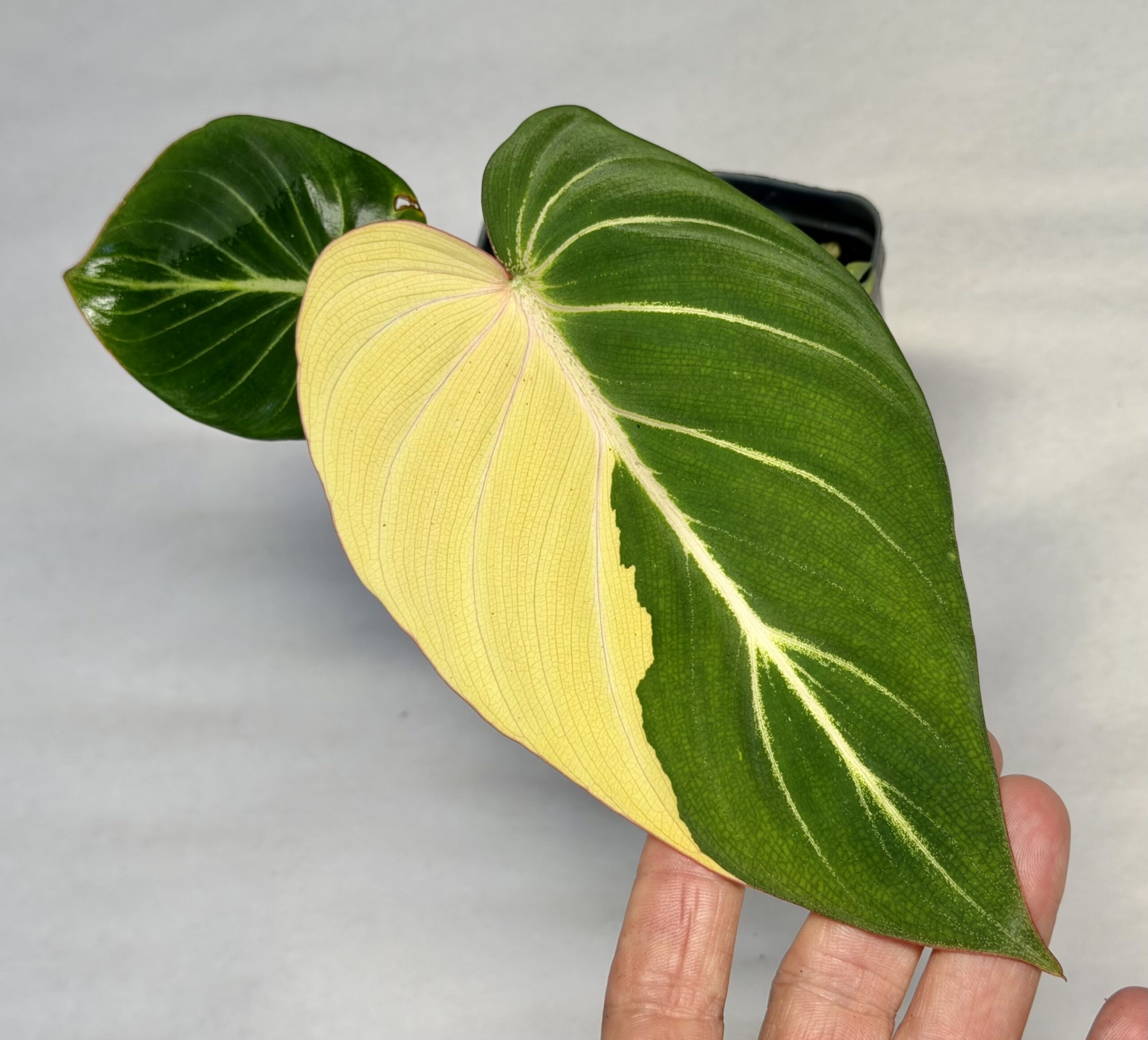 5179 Variegated Philodendron gloriosum OG type 1