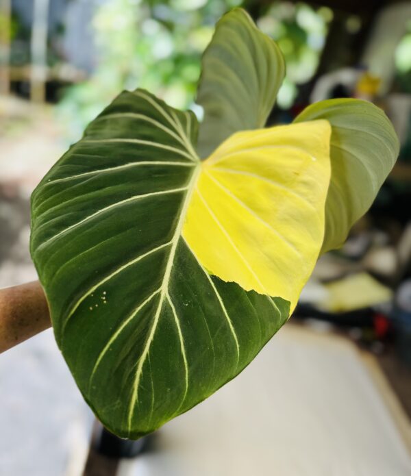 Variegated Philodendron gloriosum OG type 1