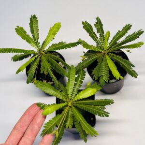 Biophytum sensitivum