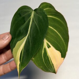 5213 Variegated Philodendron gloriosum OG type 1
