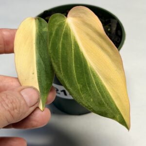 5214 Variegated Philodendron gloriosum OG type 1