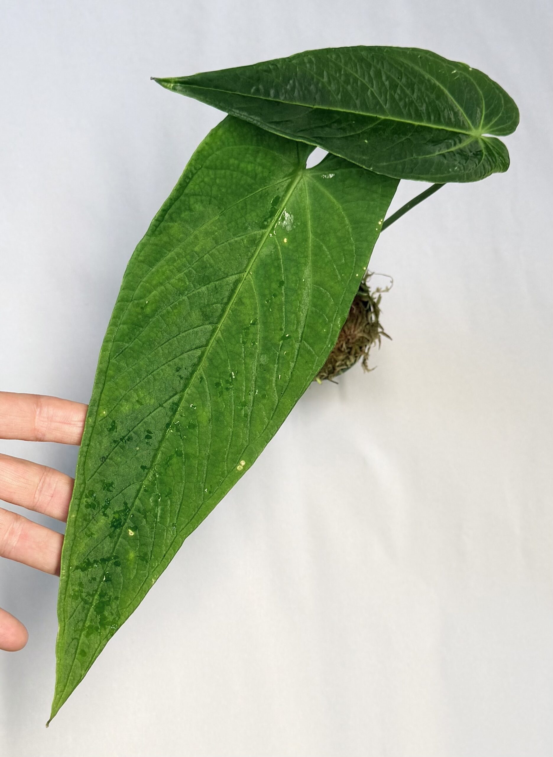 Anthurium warocqueanum x rugulosum - Image 2