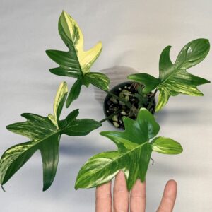 5216 Philodendron pedatum variegated